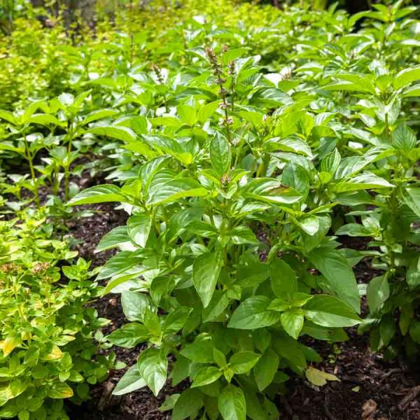 Aromatiques - Basilic Citron - face recto